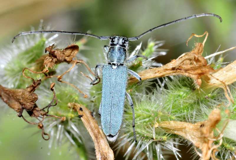 Cerambidae dalla Grecia 5°:  Phytoecia coerulescens